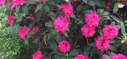 Bright Rhododendrons